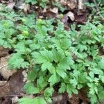 Adoxa moschatellina 葉