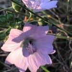 Malva tournefortiana Flower