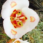 Calochortus venustus ᱵᱟᱦᱟ