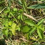 Laportea canadensis Folla
