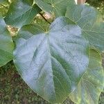 Cercis chinensis Листок