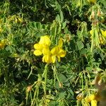 Hippocrepis emerus Flower