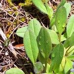 Myosotis alpestris Blad