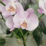 Phalaenopsis amabilis Cvet