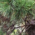 Pinus rigida 叶