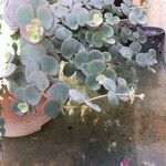 Sedum sieboldii Hoja
