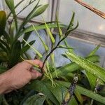 Brassia verrucosa Кветка