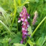 Vicia monantha Kukka