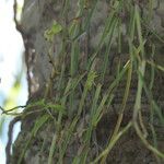 Peperomia glabella Bark