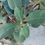 Eranthemum pulchellum Leaf