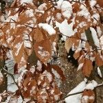 Fagus grandifolia Plante entière