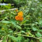 Impatiens capensis Kvet