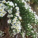 Symphyotrichum ericoides Blomst