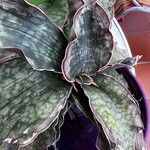 Sansevieria hyacinthoides Blad