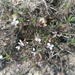 Viola arborescens 花