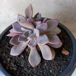 Echeveria gibbifloraКвітка