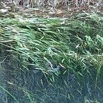 Vallisneria spiralis Likasa