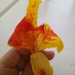 Canna × hybridaഇല