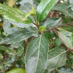 Viburnum rigidum Feuille