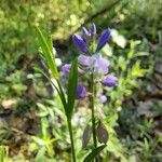 Polygala vulgarisFlor