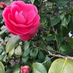 Camellia sasanqua Flors