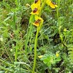 Ophrys lutea 形態