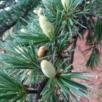 Cedrus deodara葉