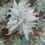 Descurainia millefolia Leaf