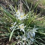 Leucocrinum montanum Flower