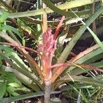 Bromelia pinguin Leht