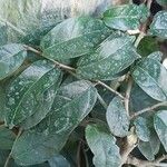 Ficus sagittata ഇല