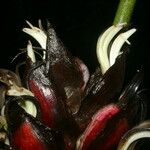 Heliconia reticulata Fruto