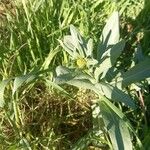 Isatis tinctoria Leaf