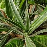 Dracaena bicolor Листок