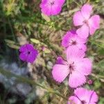 Dianthus sylvestrisÕis