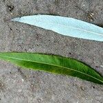 Salix × pendulina পাতা
