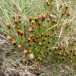 Dyssodia papposa Habit