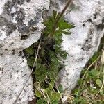 Anemone baldensis Likasa