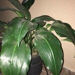 Aspidistra lurida List