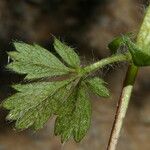 Potentilla crantzii 葉