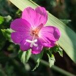 Epilobium hirsutum Floro