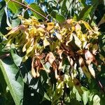 Ailanthus altissima Frouezh