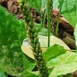 Plantago major Fruto