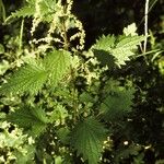 Urtica gracilenta Хабит