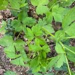 Ranunculus recurvatus Leaf