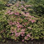 Rhododendron canescens Habitat