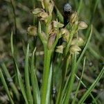 Chamorchis alpina Habitus