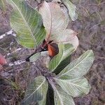 Byrsonima crassifolia Feuille