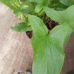 Arisarum vulgare Лист