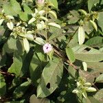 Ipomoea pileata autre